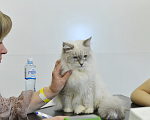Кошки в Санкт-Петербурге: Вязка невский маскарадный кот Мальчик, 25 000 руб. - фото 1