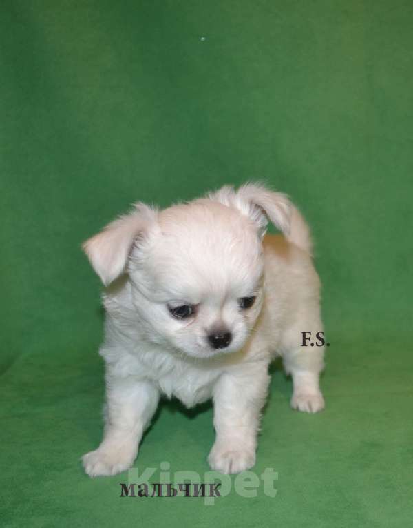 Собаки в Санкт-Петербурге: гламурный сердцеед Мальчик, 35 000 руб. - фото 4