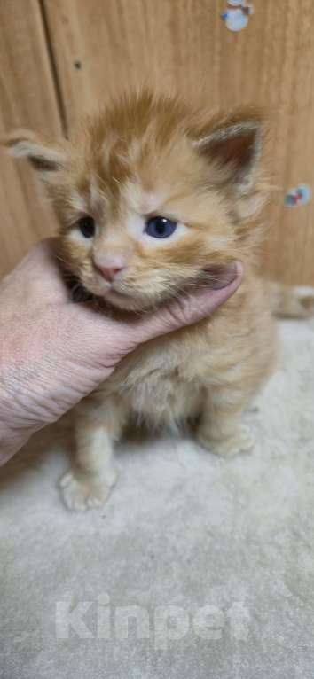 Кошки в Москве: Активный рыжик Мальчик, 65 000 руб. - фото 1