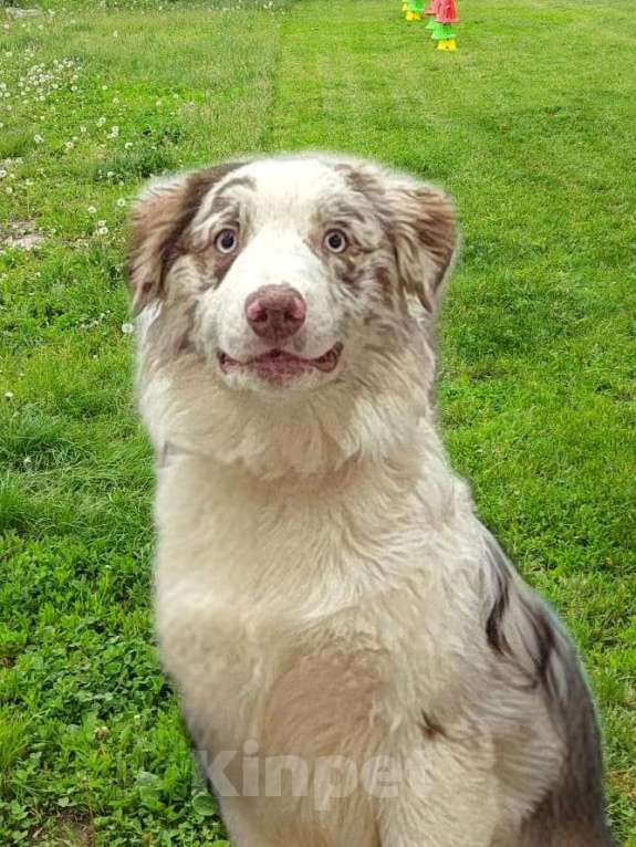 Собаки в Новосибирске: Щенок австралийской овчарки Мальчик, 120 000 руб. - фото 3
