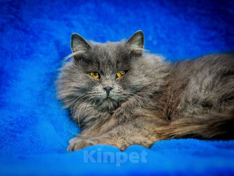 Кошки в Москве: Русские голубые котята в добрые руки Мальчик, Бесплатно - фото 5