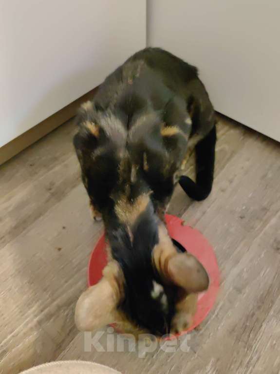 Кошки в Москве: Отдадим кошечку в добрые руки. Девочка, Бесплатно - фото 2