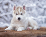 Собаки в Тольятти: Голубоглазый красавчик Мальчик, 50 000 руб. - фото 1