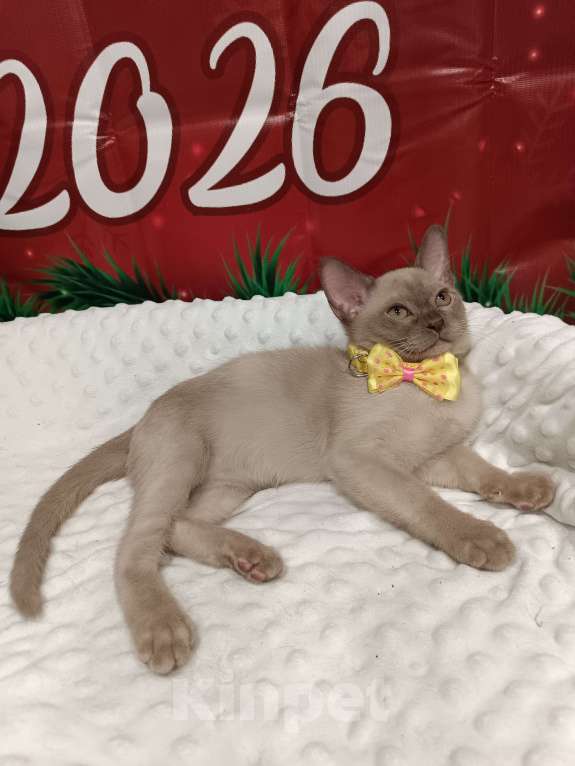 Кошки в Лыткарино: Котята бурма европейская мальчики и девочки Девочка, 40 000 руб. - фото 1