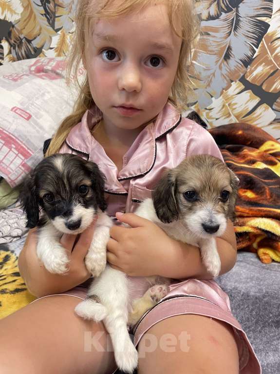 Собаки в Москве: Такса мини/ кролик пайболд длинношерстный мальчик Мальчик, 85 000 руб. - фото 6