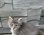 Кошки в других городах Московской области: Ищем дом 🐈 Девочка, Бесплатно - фото 3