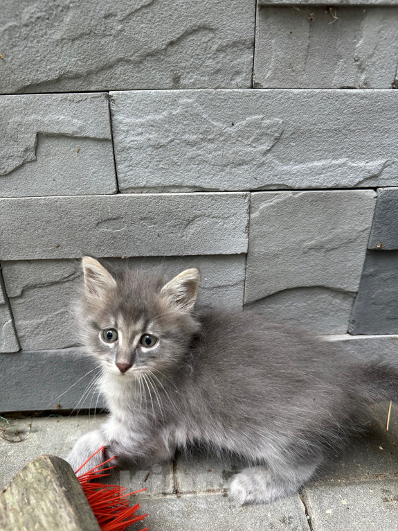 Кошки в других городах Московской области: Ищем дом 🐈 Девочка, Бесплатно - фото 3