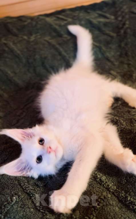 Кошки в Москве: Белый мальчик полидакт Мальчик, 50 000 руб. - фото 3