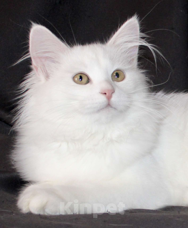 Кошки в Тюмени: Сибирский котёнок Девочка, 15 000 руб. - фото 1