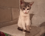 Кошки в Ногинске: Юная кошечка-трёхцветочка Уша Девочка, Бесплатно - фото 6
