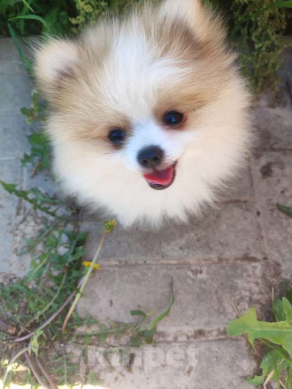 Собаки в Домодедово: Щенки шпиц Мальчик, 25 000 руб. - фото 2