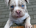 Собаки в Лыткарино: AMERICAN BULLY   девочка Девочка, 65 000 руб. - фото 4