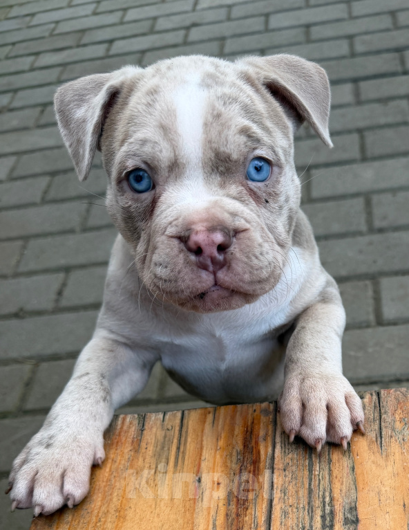 Собаки в Лыткарино: AMERICAN BULLY   девочка Девочка, 65 000 руб. - фото 4