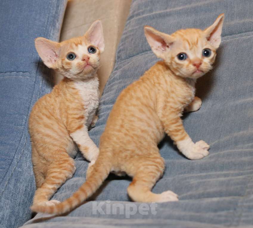 Кошки в Санкт-Петербурге: Девон рекс Мальчик, 50 000 руб. - фото 4