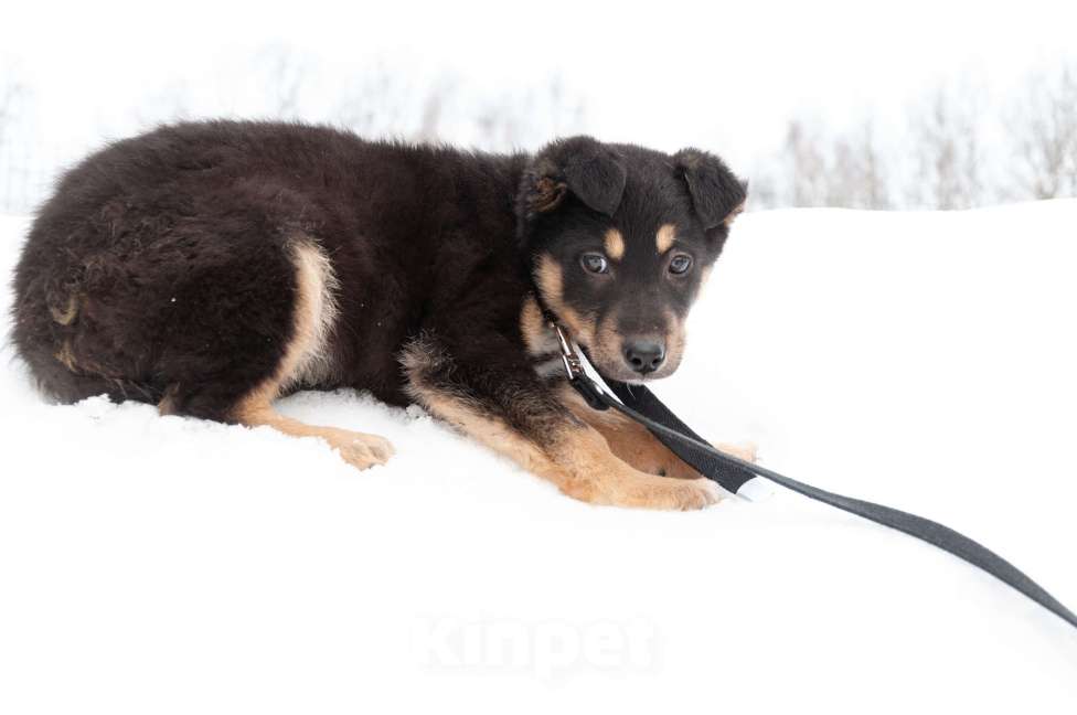 Собаки в Ногинске: Щенок с красивым именем Марсель ищет дом Мальчик, Бесплатно - фото 7