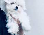Собаки в Москве: Девочка мальтезе Корея Девочка, 80 000 руб. - фото 1