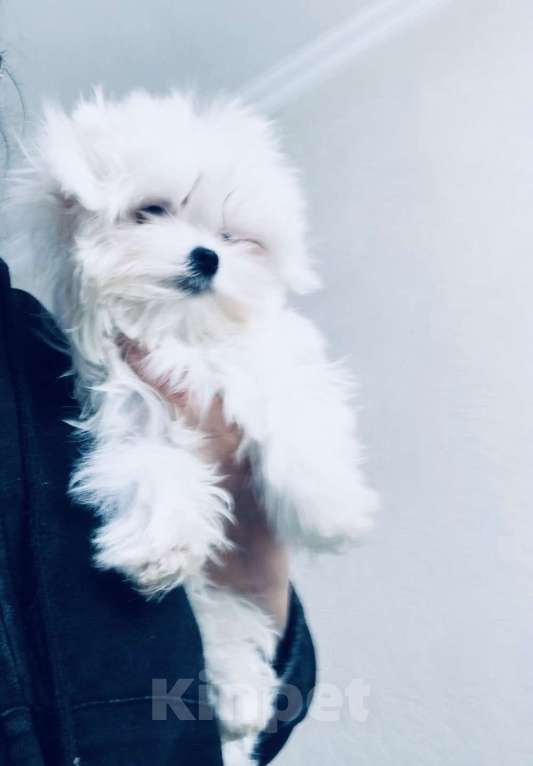 Собаки в Москве: Девочка мальтезе Корея Девочка, 80 000 руб. - фото 1