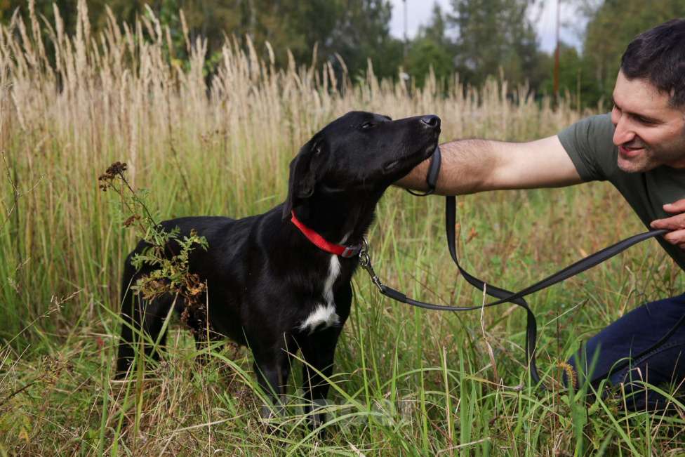 Собаки в Москве: Берта Девочка, Бесплатно - фото 8