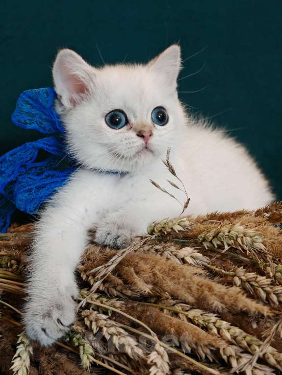 Кошки в Москве: Шотландская кошечка с голубыми глазами Девочка, 75 000 руб. - фото 8