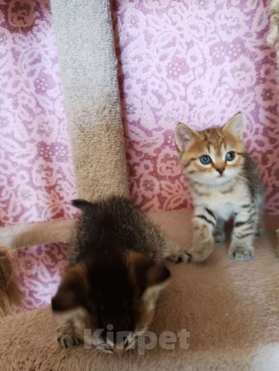 Кошки в Москве: Шотландский котёнок  Мальчик, 10 000 руб. - фото 2