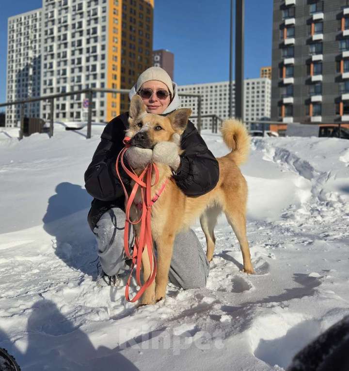 Собаки в Москве: Шикарный парень Рэй в добрые руки! Мальчик, Бесплатно - фото 6