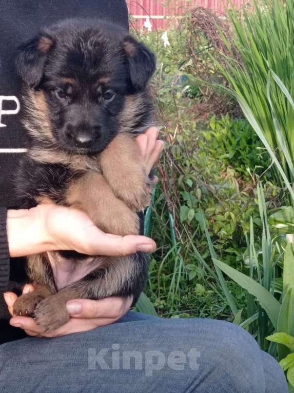 Собаки в Москве: Красивая девочка немецкой овчарки Девочка, 25 000 руб. - фото 4