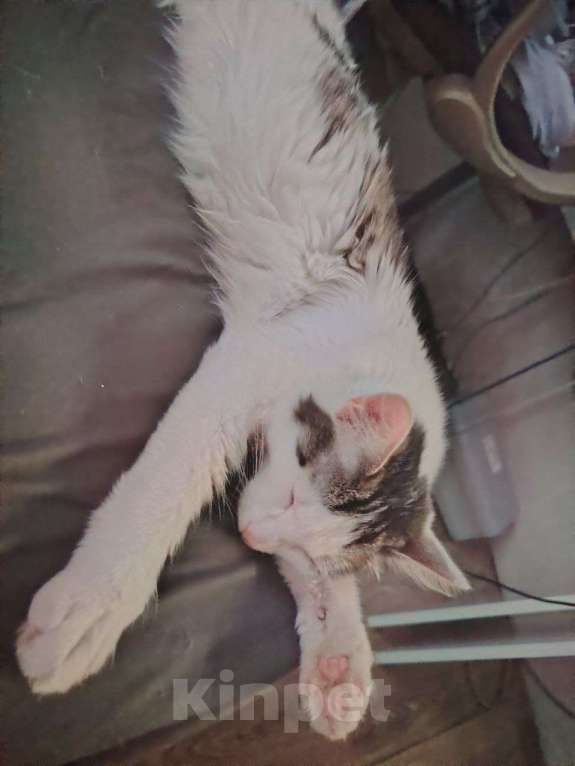 Кошки в Челябинске: Котенок/подросток мальчик Мальчик, Бесплатно - фото 1