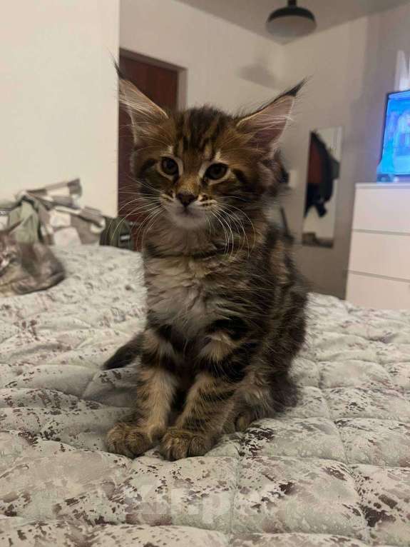 Кошки в Москве: Котята Мейн-Кун Девочка, 20 000 руб. - фото 1