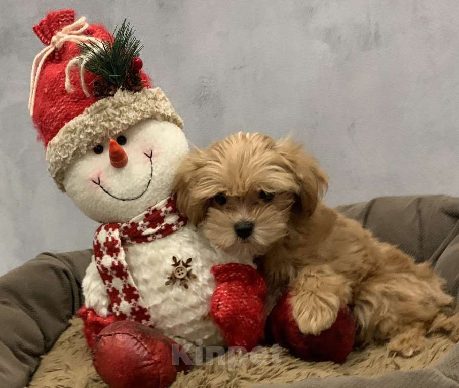 Собаки в Санкт-Петербурге: Мальтипу ф1 мальчик Мальчик, 80 000 руб. - фото 4