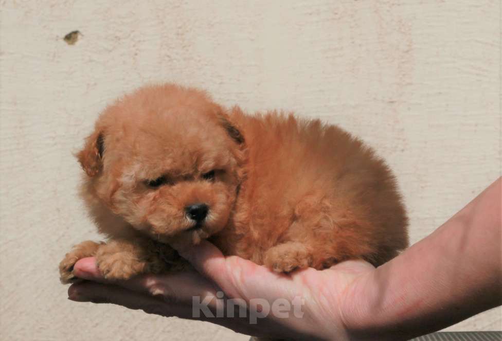 Собаки в Москве: мальтипу щенок мини девочка Девочка, 130 000 руб. - фото 2