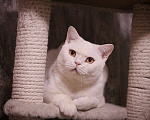 Кошки в Магнитогорске: Olympia Marshmallow  Девочка, 3 000 руб. - фото 3