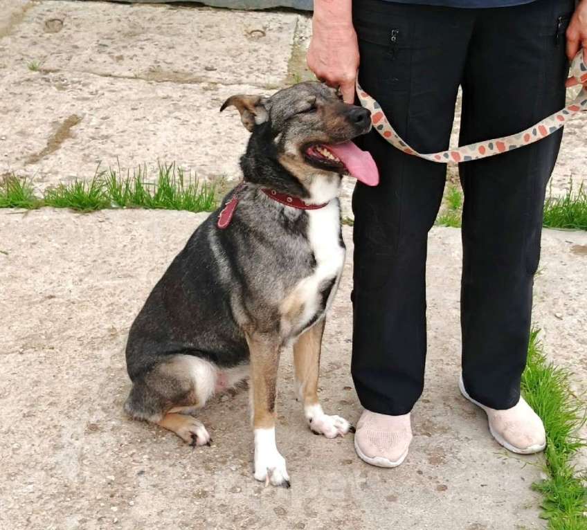 Собаки в Москве: ШАНС для ласкушечки Мэри на дом и любимую семью  Девочка, Бесплатно - фото 4