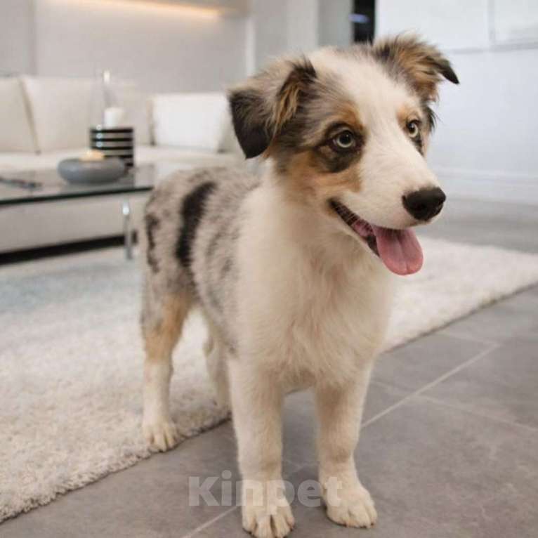 Собаки в Москве: Щенки австралийской овчарки Девочка, 40 000 руб. - фото 3