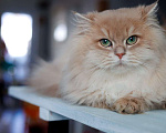 Кошки в Владивостоке: Британский длинношерстный котенок драгоценного окраса Мальчик, 100 000 руб. - фото 4