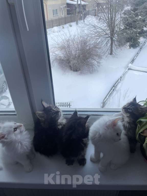 Кошки в Санкт-Петербурге: Мейн-кун чистокровные американцы Девочка, Бесплатно - фото 2