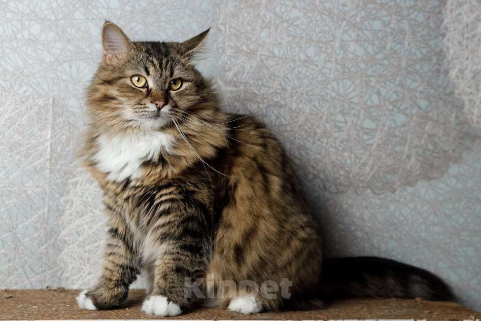 Кошки в Москве: Сибирская кошка-красавица Алиса в дар Девочка, 1 руб. - фото 6