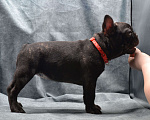 Собаки в Череповце: Девочка французского бульдога Девочка, 45 000 руб. - фото 2