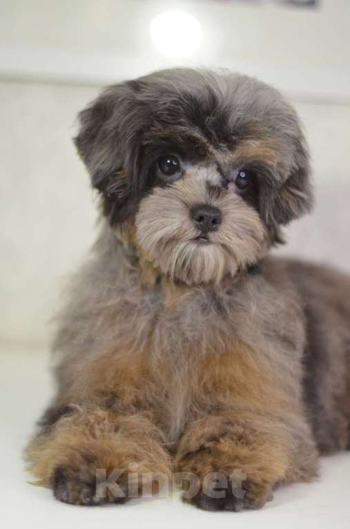 Собаки в Нижнем Новгороде: Эффектная девочка йоркипу Девочка, 80 000 руб. - фото 4