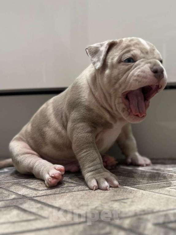 Собаки в Лыткарино: Щенки Американского булли  Мальчик, 139 999 руб. - фото 4