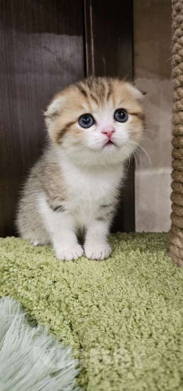 Кошки в Балашихе: Шотландская бусинка Девочка, 30 000 руб. - фото 3