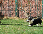 Собаки в Одинцово: Вельш Корги Кардиган Мальчик, Бесплатно - фото 7
