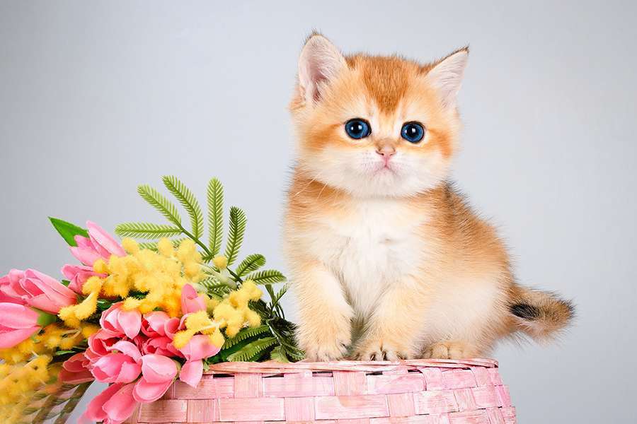 Кошки в Москве: Британские Новогодние котята. Золото шиншиллы. Мальчик, Бесплатно - фото 2