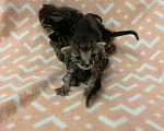 Кошки в Домодедово: Отдам найдëнышей в добрые руки Мальчик, Бесплатно - фото 3
