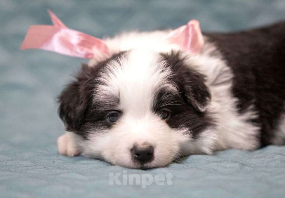 Собаки в Москве: Самая ласковая и нежная девочка бордер-колли Девочка, Бесплатно - фото 1