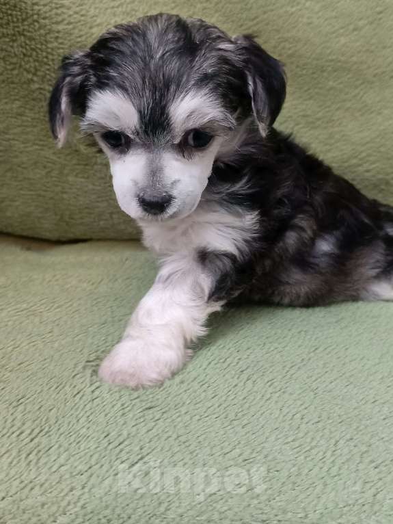 Собаки в Санкт-Петербурге: Серебристая крпсотка Девочка, 45 000 руб. - фото 6