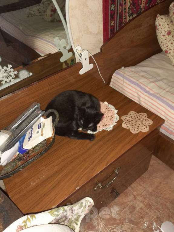 Кошки в Сосновоборске: отдам в добрые руки Мальчик, Бесплатно - фото 1