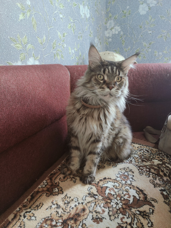 Кошки в Санкт-Петербурге: Молодая кошка породы Мейн-кун ищет дом Девочка, Бесплатно - фото 5