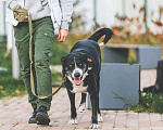 Собаки в Подольске: Одинокий приютский пес Пушок хочет найти хозяев! Мальчик, Бесплатно - фото 5