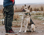 Собаки в Москве: Дрессированная овчарка в добрые руки Девочка, Бесплатно - фото 7