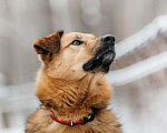 Собаки в Москве: Ищет дом Тим - верный друг и надежный товарищ. Мальчик, Бесплатно - фото 9
